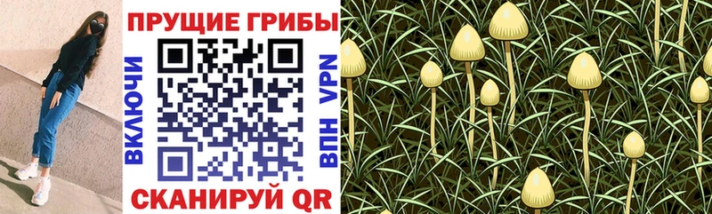 OMG онион  Свирск  Псилоцибиновые грибы прущие грибы  где продают наркотики 
